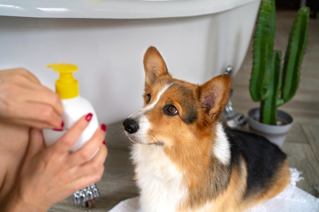 Why Dog Sprays Are More Than Just Perfume