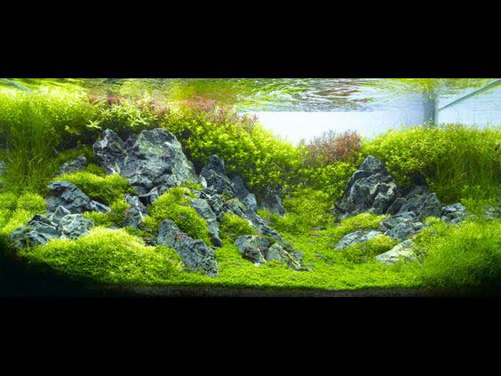 21 truly surreal Fish Aquarium Designs by Takashi Amano.