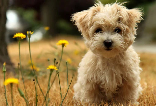 Cute Affenpinscher Puppies