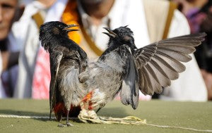 15 Animal Fundamental Rights That All Indians Should Respect.