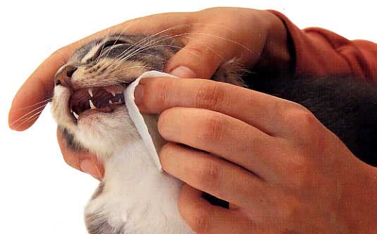 How To Keep Your Cat’s Teeth Clean?