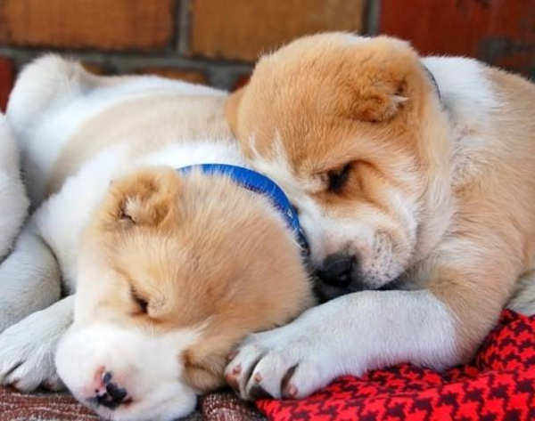 Can Dogs Get Lice?
