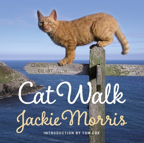 Cat Walk – The Jackie Morris Cat Gallery