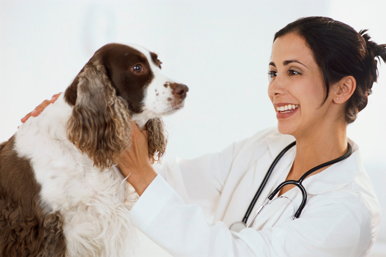 Why Veterinary Care Is Essential for Your Pet’s Health