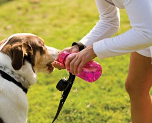 A Drinking Dog Is A Happy Dog! Fresh Water Only - Pet Blog
