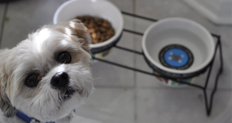 Feeding Information Of A Shih Tzu Petsworld