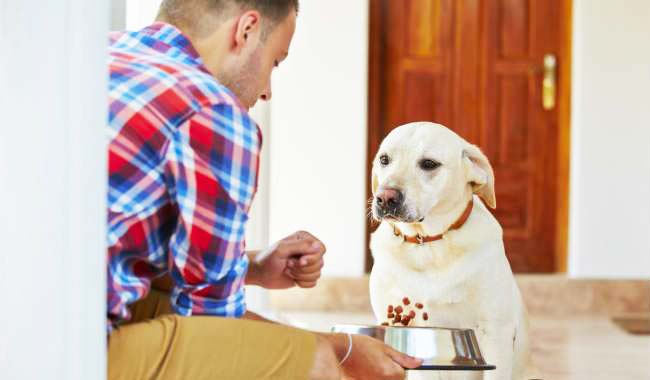 Picture of Is a Grain-Free Diet for Dogs Beneficial for Their Health? – Petsworld