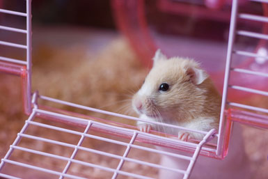 Hamster Chewing Cage Bars is not Such a Good Thing After All!