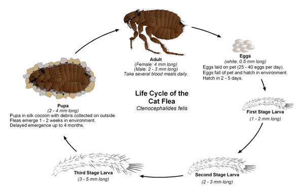 how to get rid of fleas in cat litter