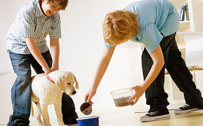 Puppy Feeding Tips for New Dog Owners
