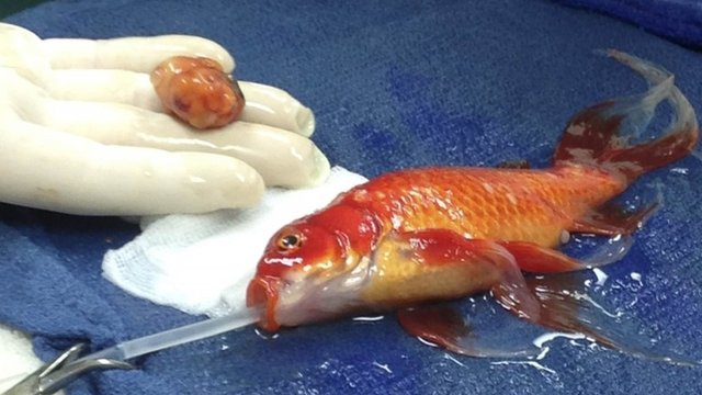 George, The Goldfish Recovering After Successful Operation