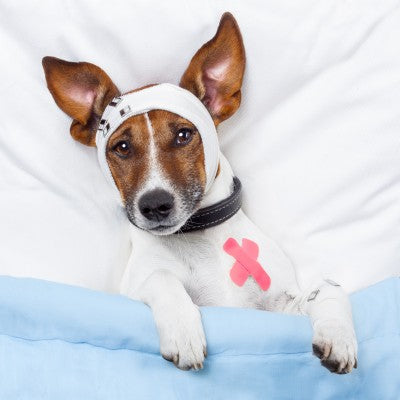 How to Take Care of Your Dog after Surgery?