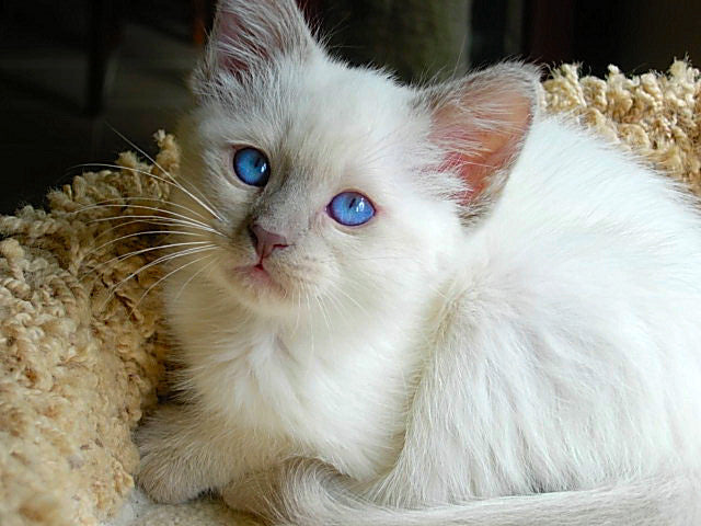 List of Cat Breeds With Blue Eyes