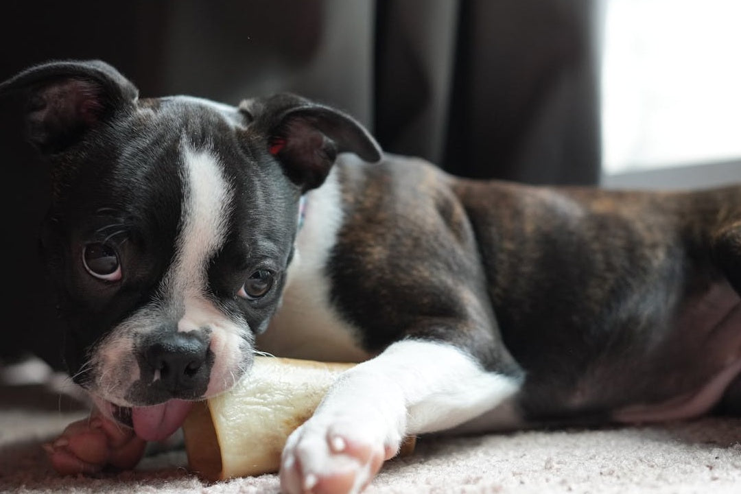 Top 10 Long-Lasting Chews to Keep Your Dog Busy
