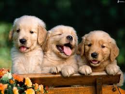 How to choose best dog food for Golden Retriever puppies between 2-4 months of age?