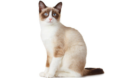 Snowshoe Cat Breed Information