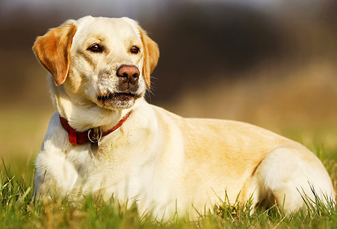 Famous Labradors Retriever Dog Breeds in India