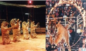 India Bans the Use of Animals in Circuses. Lets Celebrate !