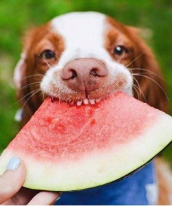 10 Summer Super Foods for Dogs