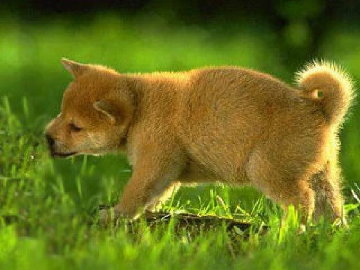 Why Do Dogs Eat Grass? – Petsworld - Why Do Dogs Of Larger Size Eat Grass In Spring