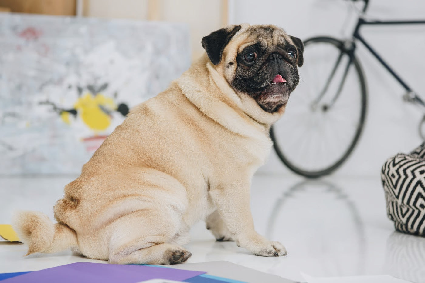 Pug Breed Info: Training, Feeding, Grooming & Health Tips