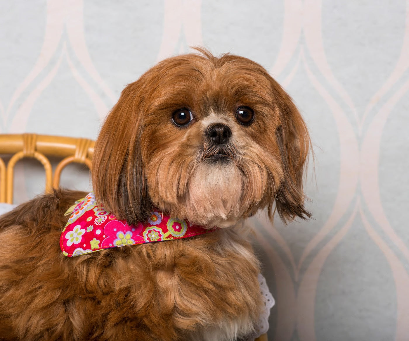 All About Shih Tzus: Traits, Health Tips & Daily Care Guide