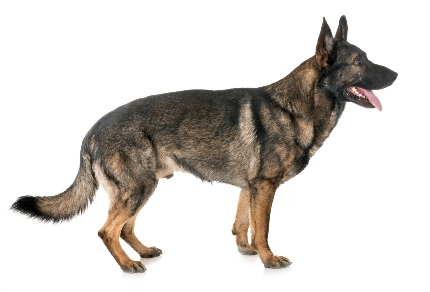 K-9 German Shepherd Attack Training-Video