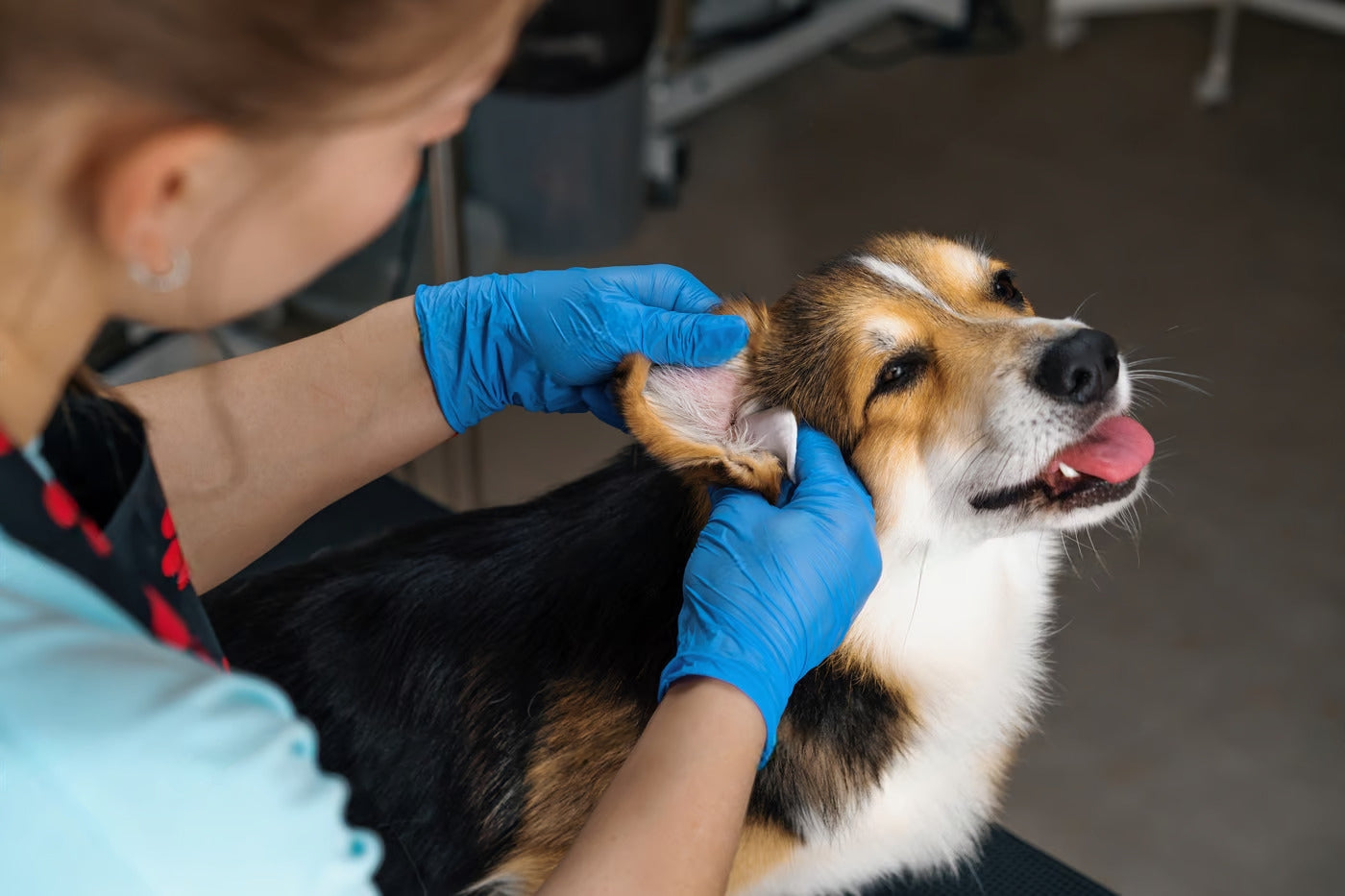 Ear Infection in Dogs: Symptoms, Treatment and Prevention