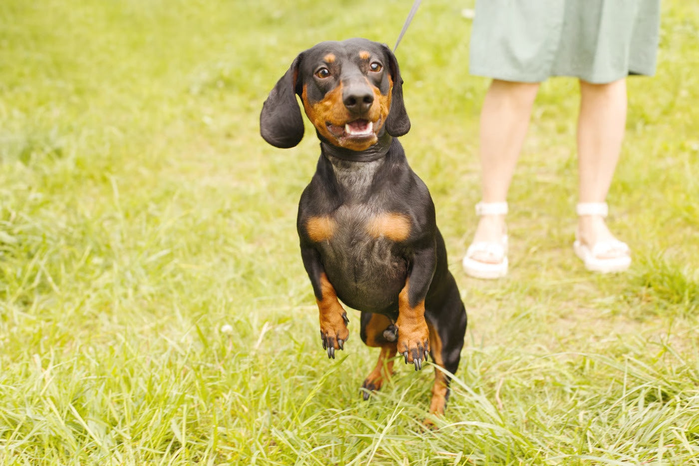 Dachshund Breed Overview: Loyal, Playful & Bold Dogs