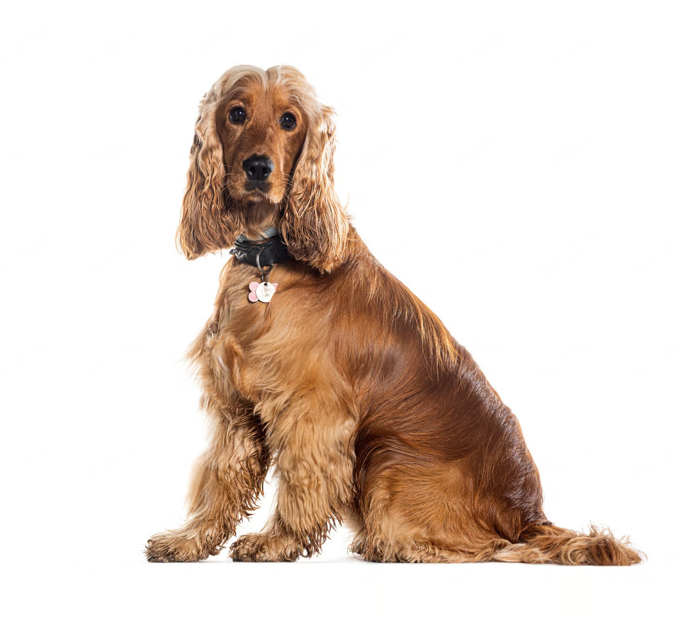 Cocker Spaniel Guide: Traits, Grooming, Training & Health