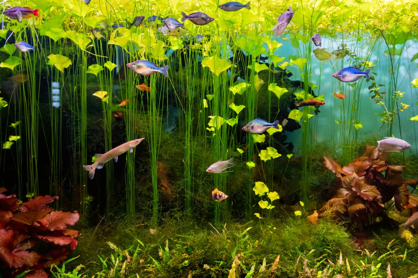 Starting Your First Aquarium: Step-by-Step Setup for Beginners