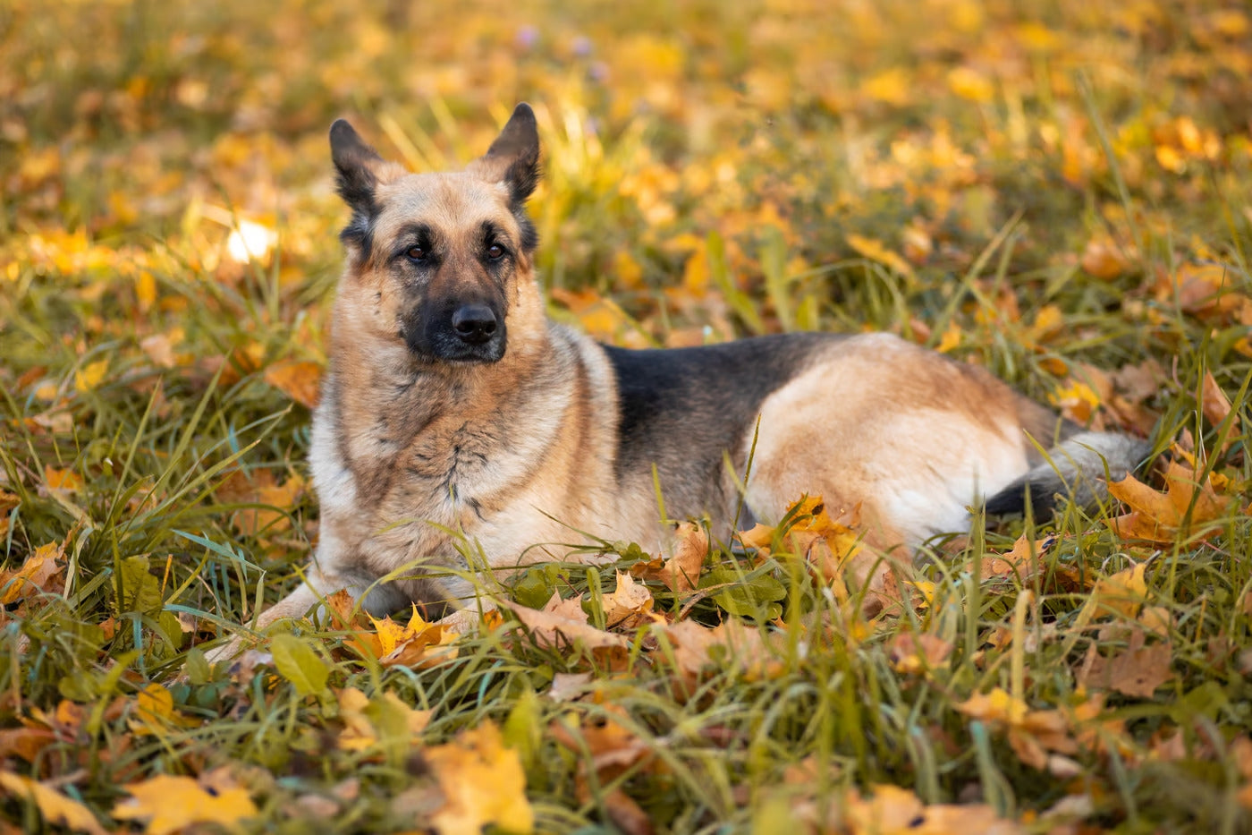 Top German Shepherd Training Videos You Need to See