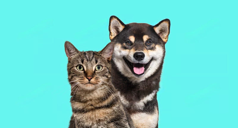 Funny Pet Video – 13 Dogs and 1 Cat Eating with Human Hands