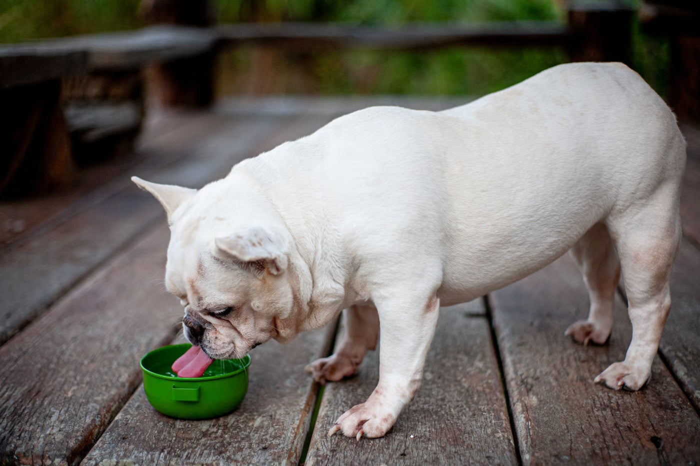 7 Ways to Boost Your Dog’s Nutrition