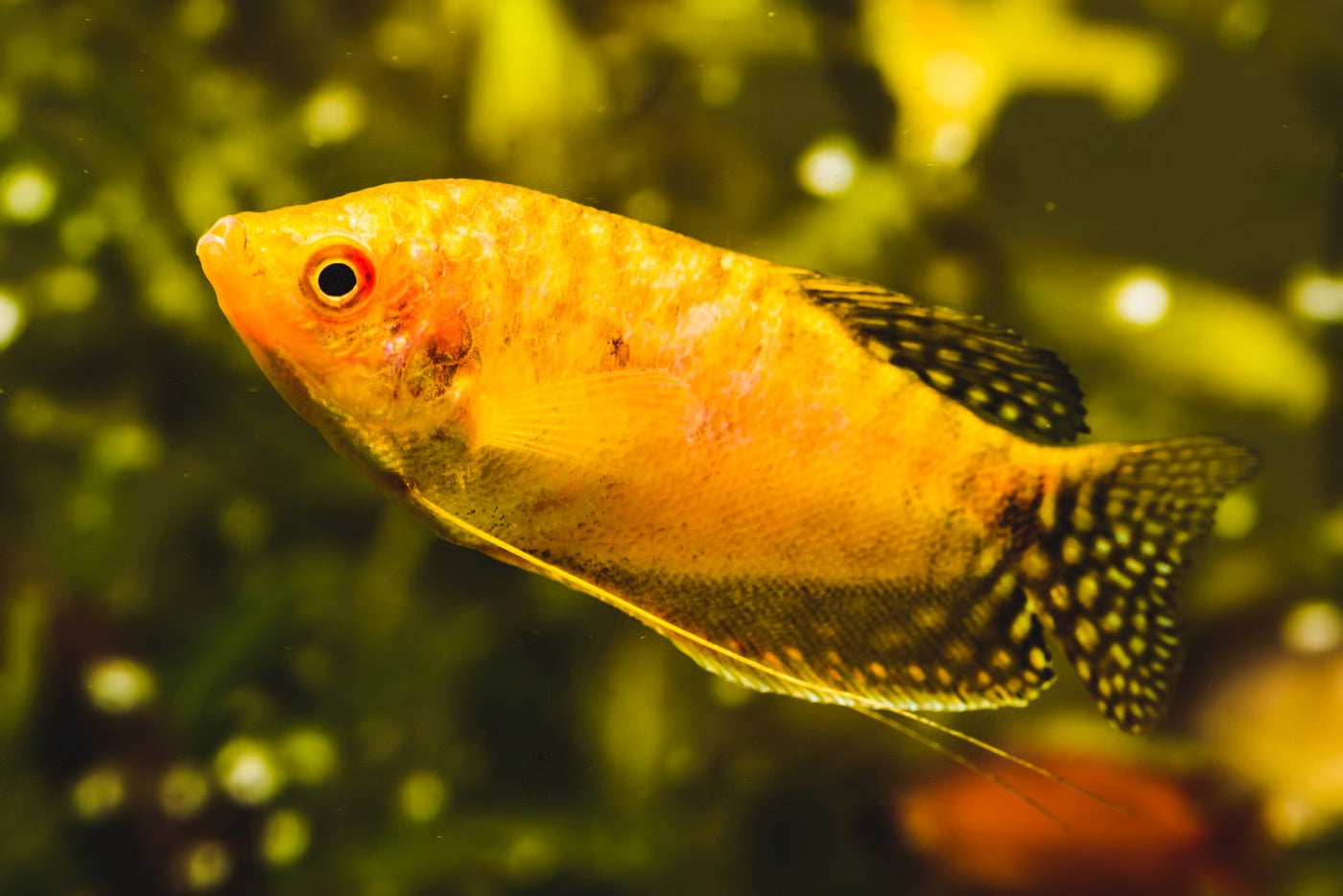 Top 7 Low-Maintenance Fishes For First-Time Owners
