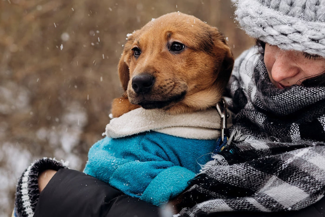 Pet Care in Winters: 7 Tips to Take Care of Your Dog