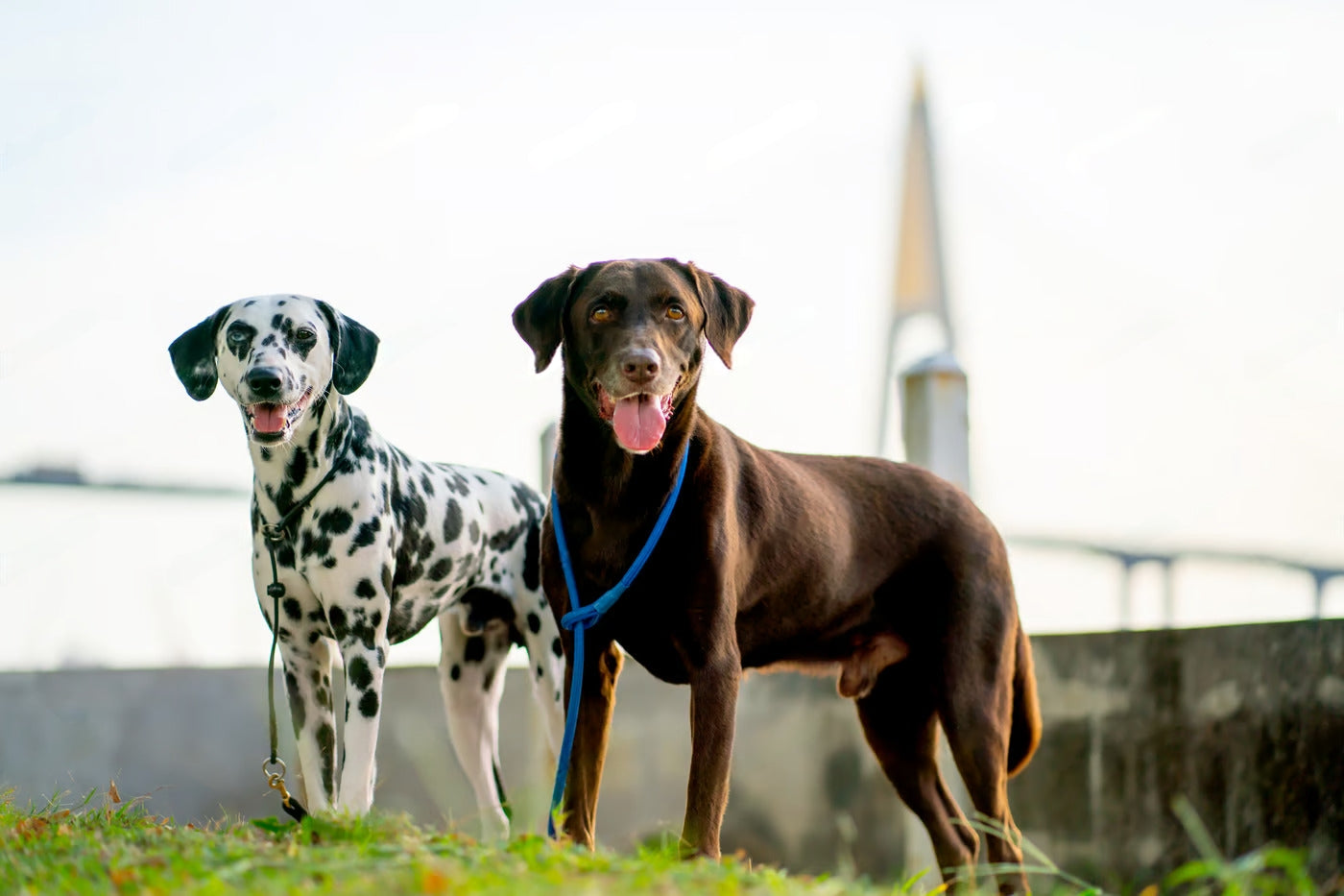 Top Pet Insurance Companies in the US: Everything You Need to Know