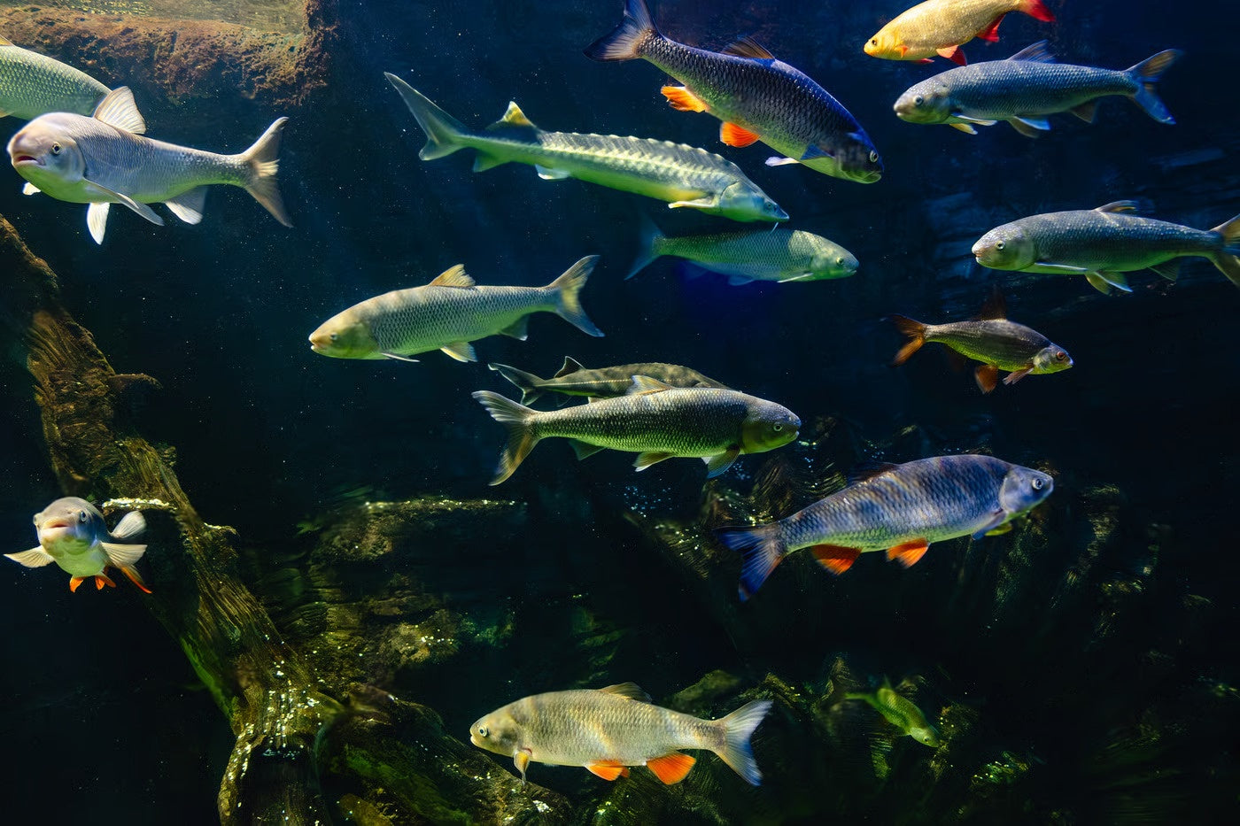 How to Choose the Right Fish For Your First Aquarium?