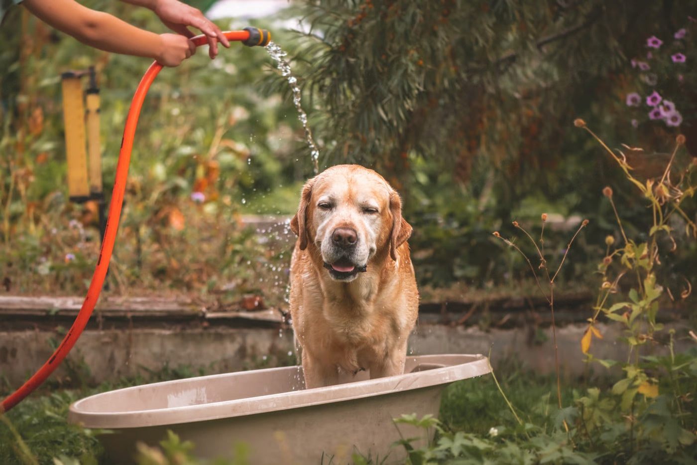 How To Make Dogs Like Bathing in Winter? – Petsworld