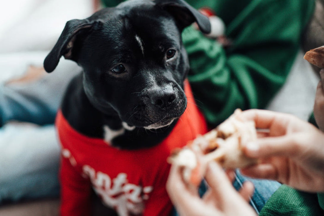 9 Healthy Dog Treats Every Pet Parent Should Try