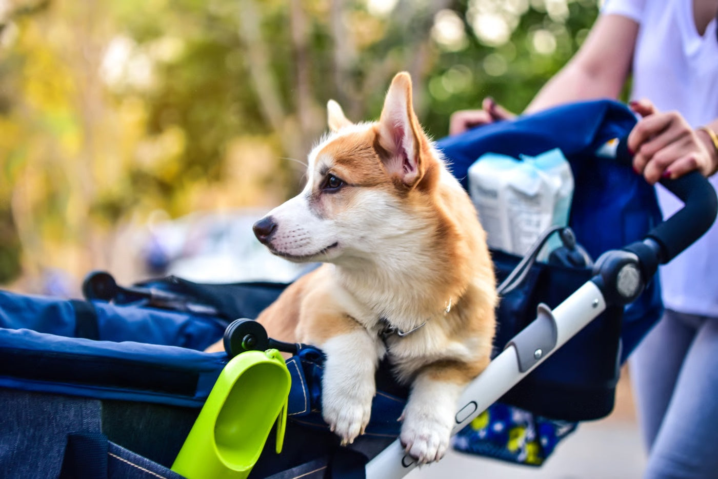 Dog Travel Essentials: What to Pack For Your Next Trip
