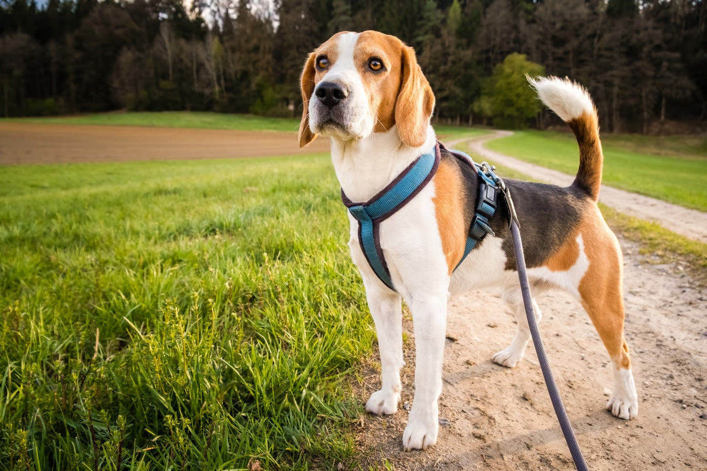 Beagle Breed Overview: Personality, Exercise & Feeding Tips