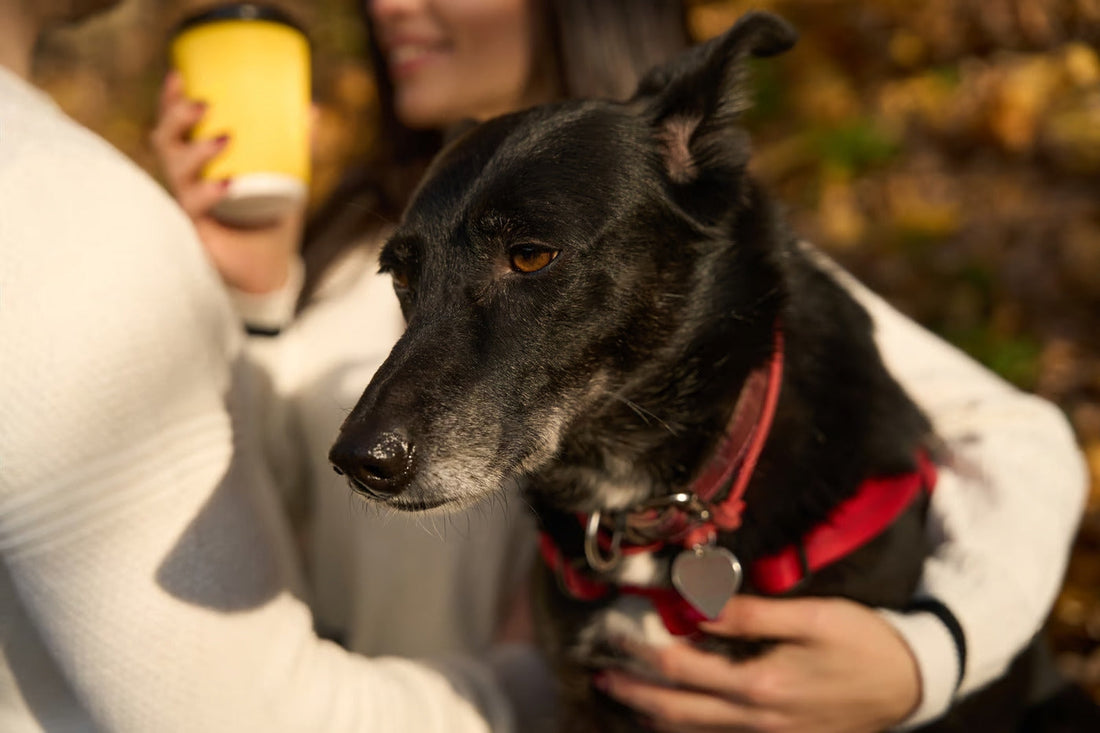 My Life With Dog Is Best – 8 Super Cool Animated (Gif) Dog Pictures