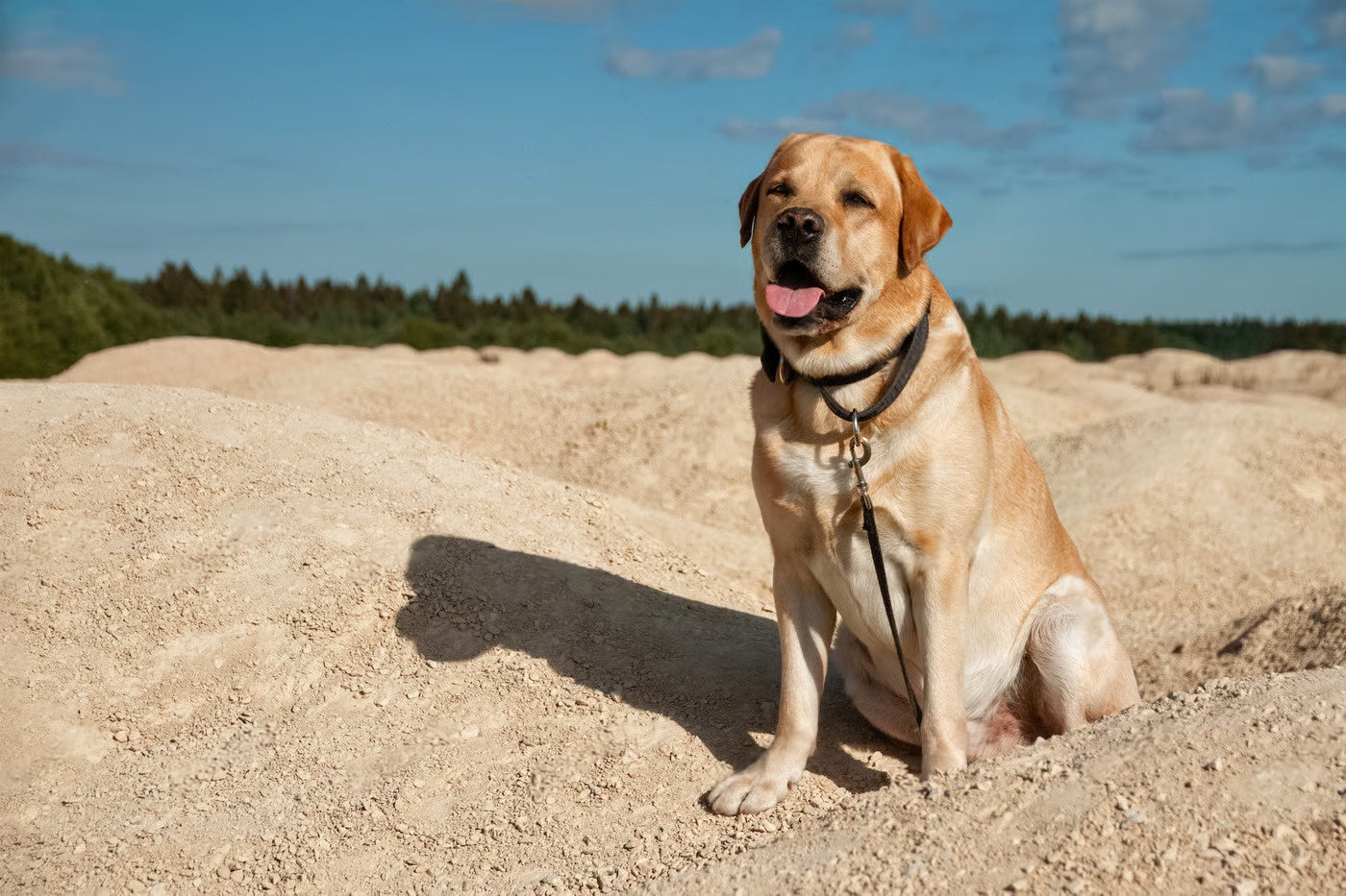 All About Labradors: Temperament, Diet, Lifespan & Care Tips