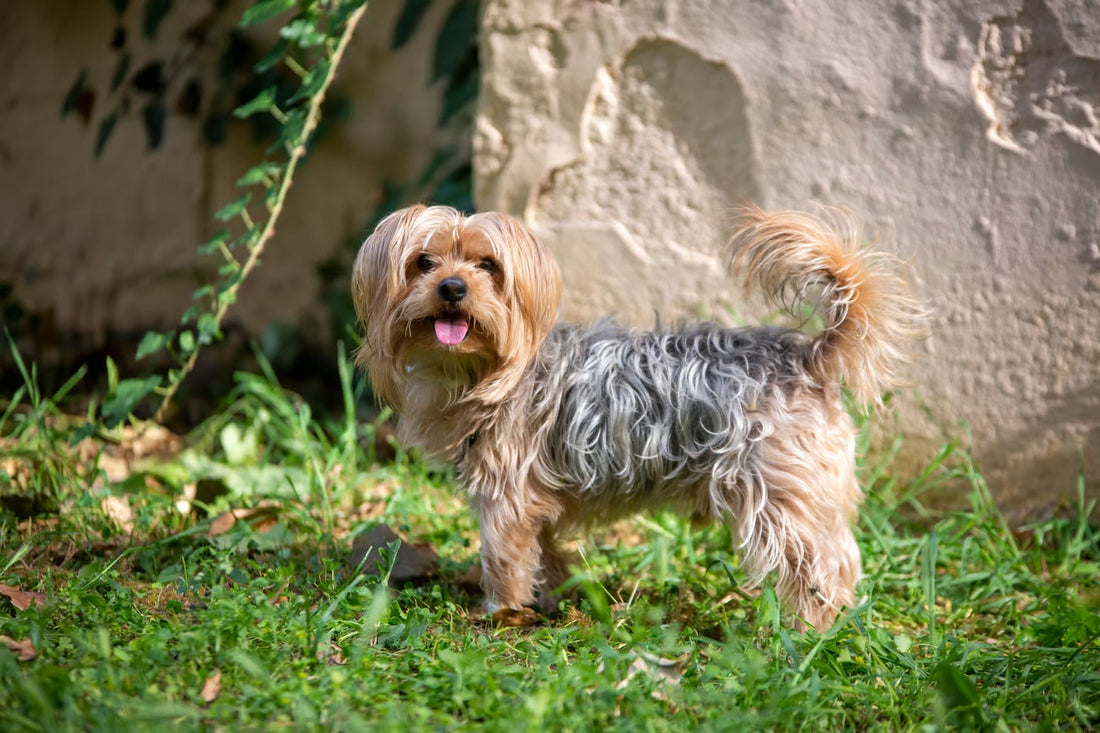 Pictures of Silky Terrier