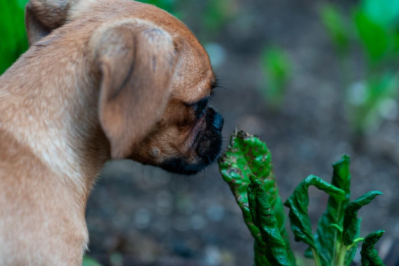 Symptoms Of Poisoning in Pets