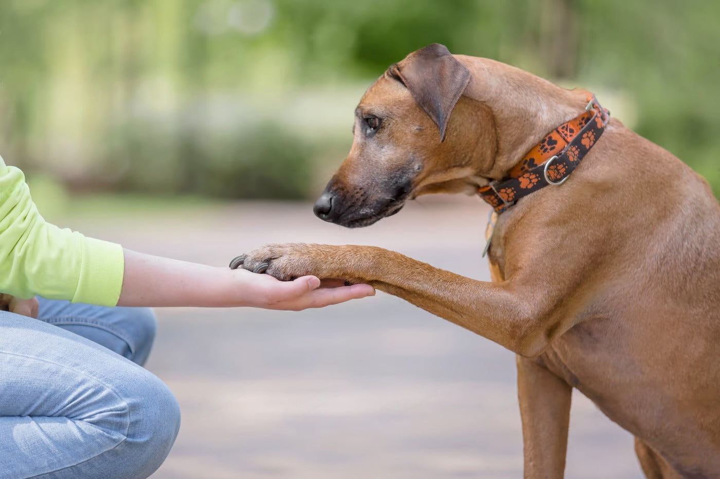 How to Teach a Dog to Shake Hands – Video