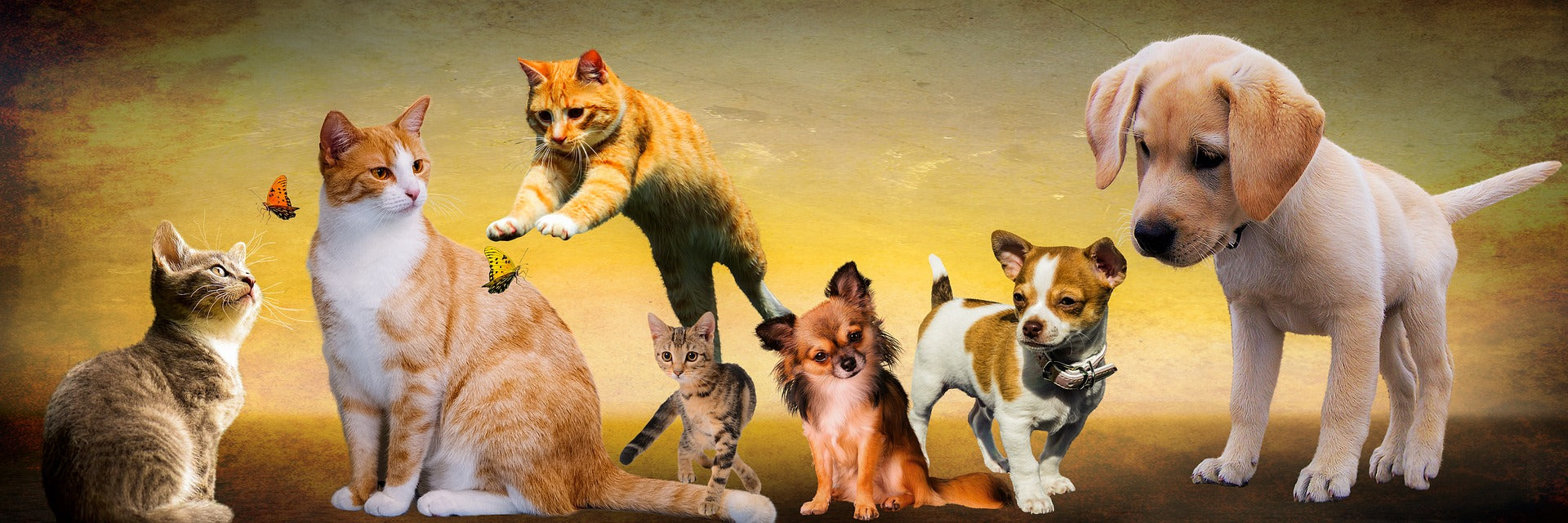 Petkin