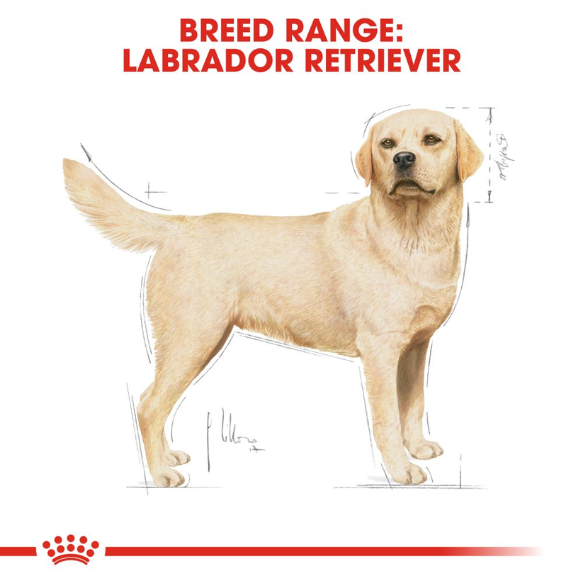 Royal Canin Labrador Retriever Puppy Dry Dog Food