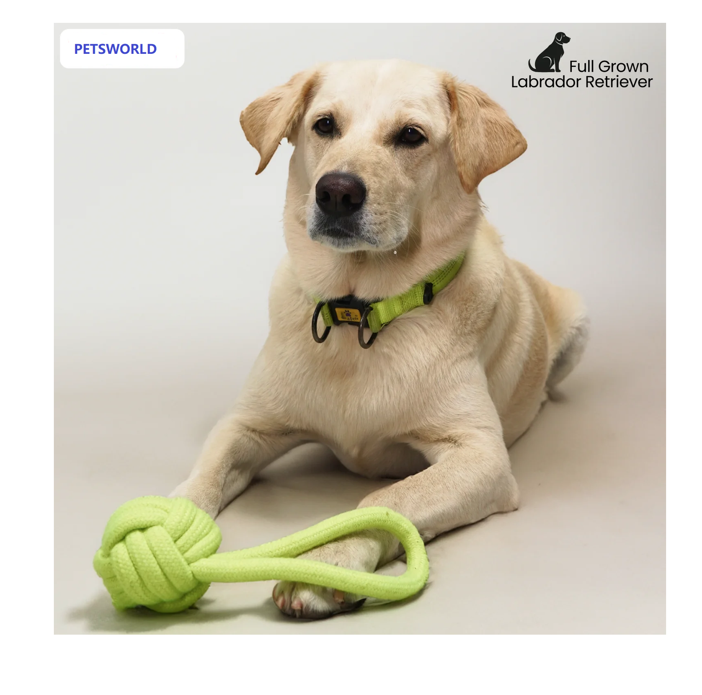 Petsworld Knotted Ball with Handle Rope Chew Toy for Cats & Dogs (Neon Green)
